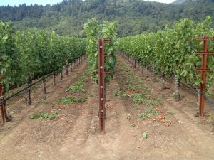 calif wine aug tw 7816