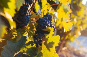 campo harvest tw 18816