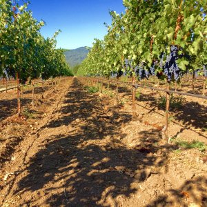 duckhorn grapes tw 13816