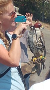 napa falcon tw 23816