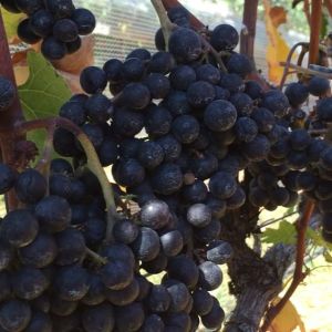 14448370_549552205235800_6430987070696587264_n