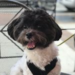 whatslincolnthinkin's profile picture